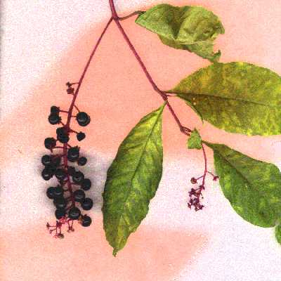 pokeberries