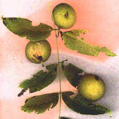 black walnuts
